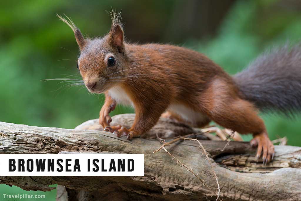 Browsea Island, Poole Harbour, Dorset England