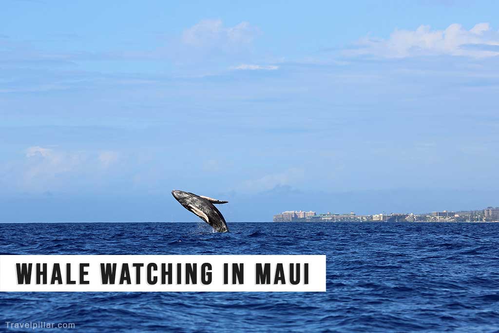 Whale Watching off the coast of Lahaina in Maui Hawaii