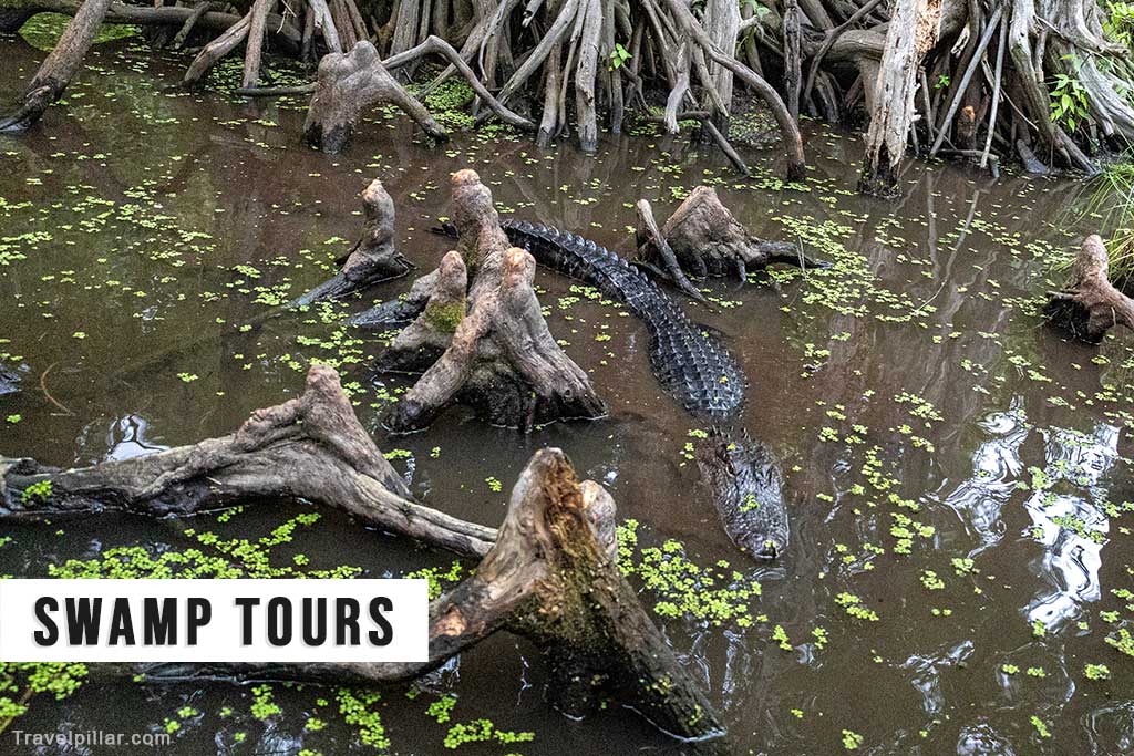 Swamp Tours - New Orleans USA