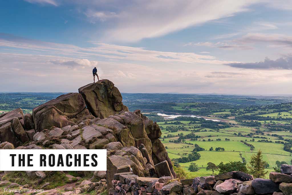 The Roaches