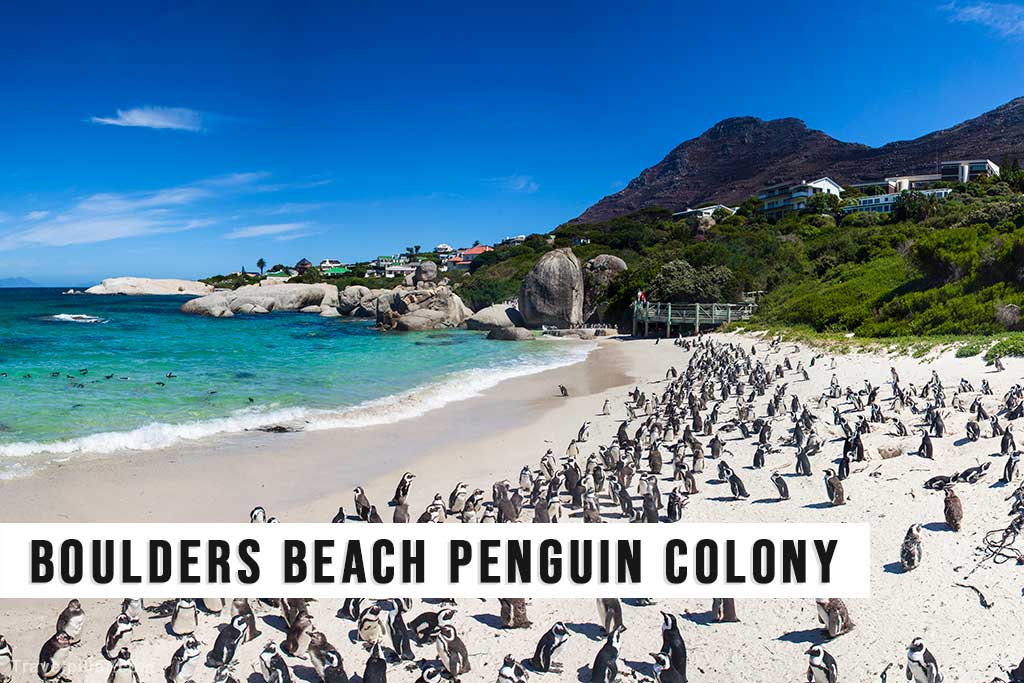 Boulders Beach Penguin Colony