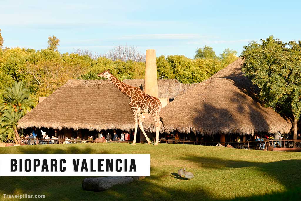 Bioparc Valencia, Spain