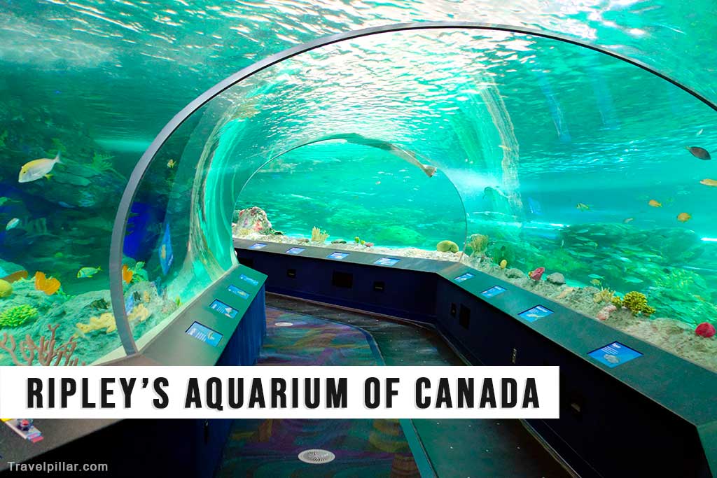 Ripley's Aquarium of Canada, Toronto