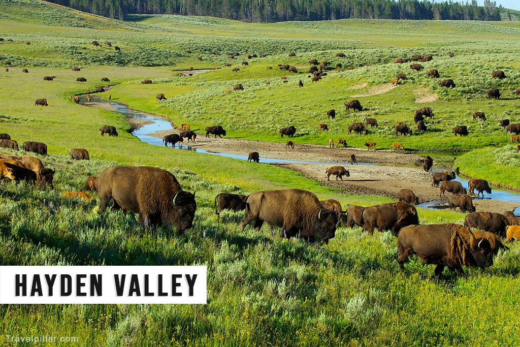 Hayden Valley - Yellowstone National Park