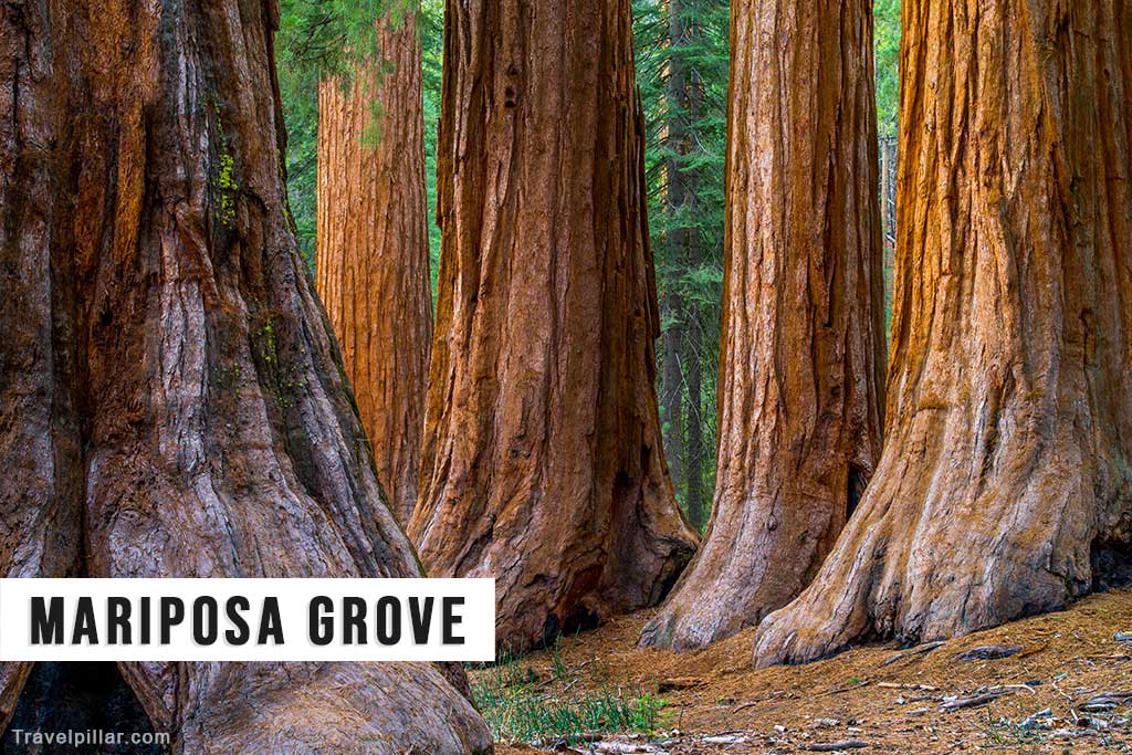 Mariposa Grove - Yosemite National Park