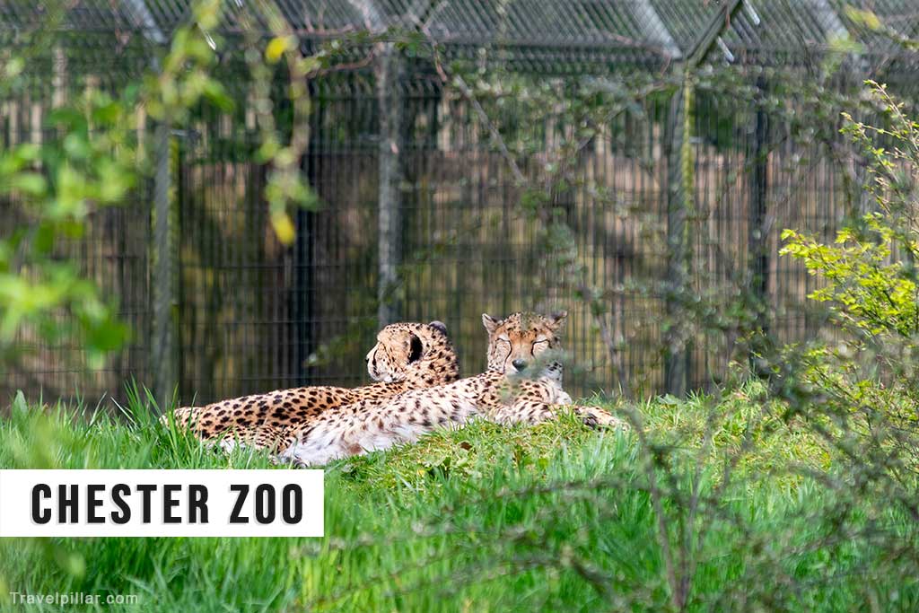 Chester Zoo, Chester, England