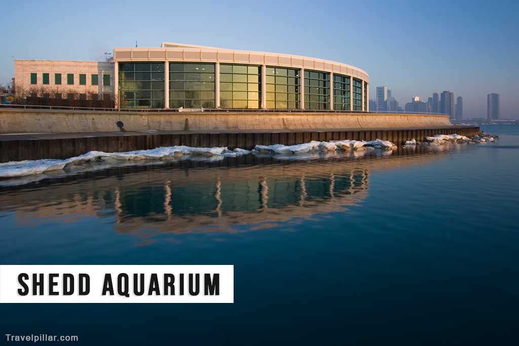 Shedd Aquarium