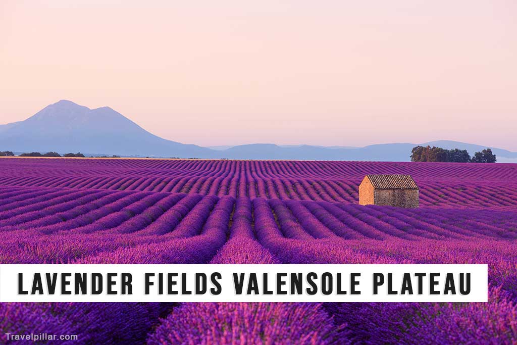 Lavender Fields of the Valensole Plateau, Provence, France