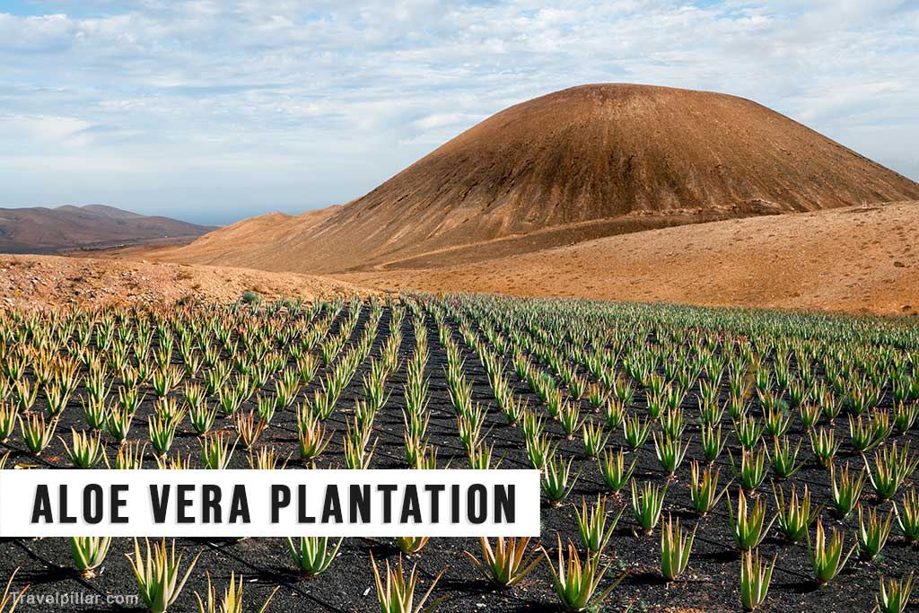 Aloe Vera Plantation, Fuerteventura, Canary Islands, Spain