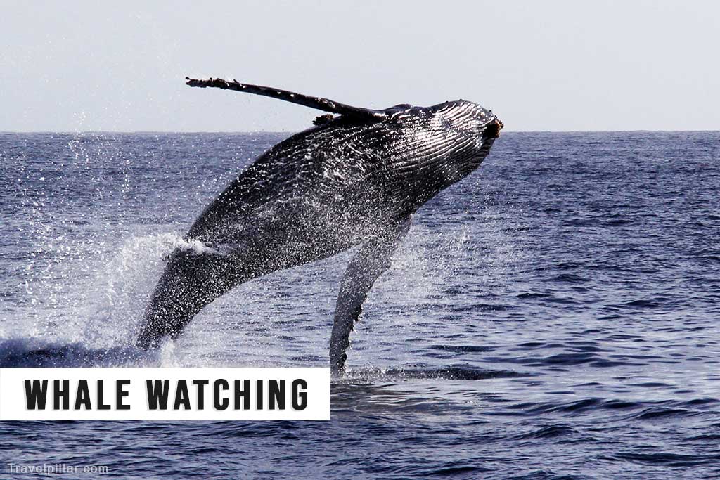 Whale Watching from San Diego