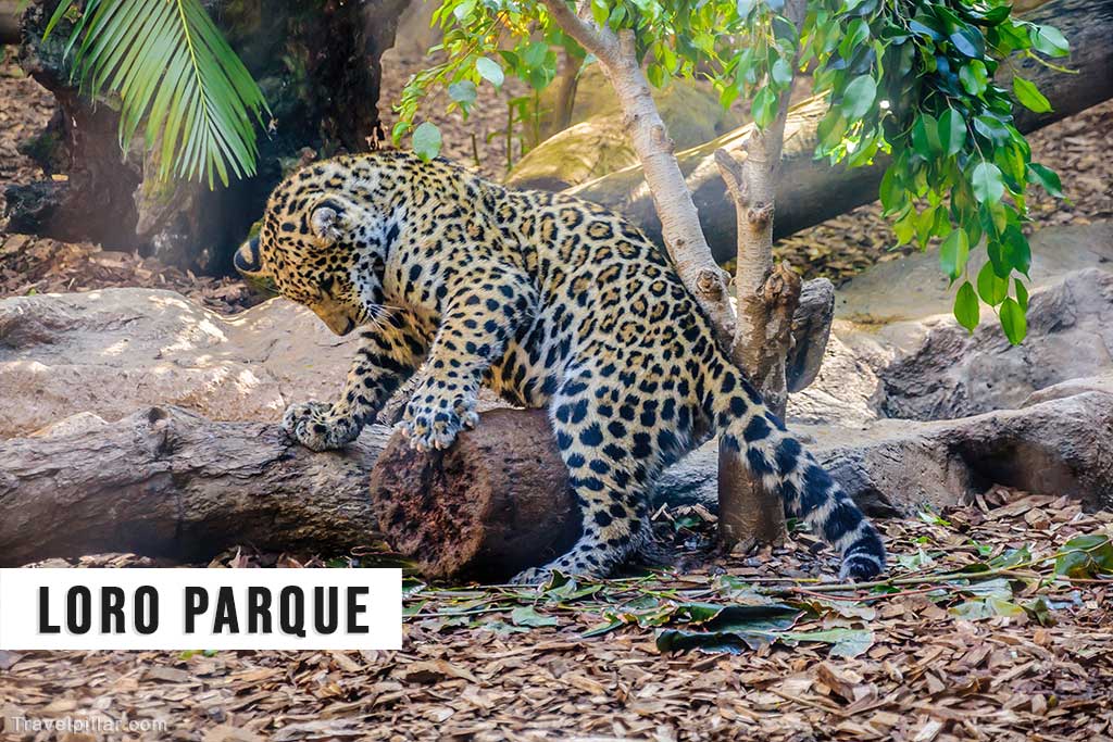 Loro Parque, Tenerife, Spain