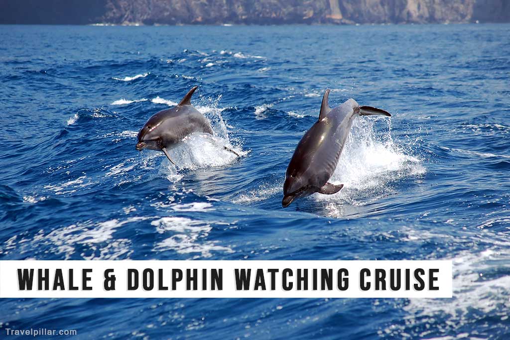 Whale and Dolphin Watching Cruises, Tenerife, Spain