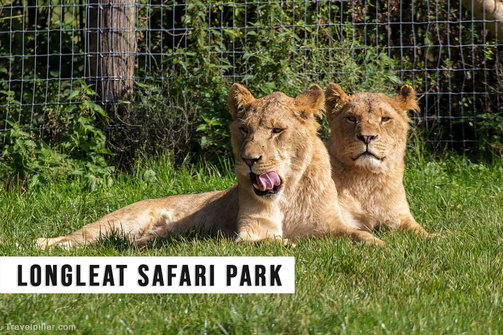 Longleat Safari Park, England