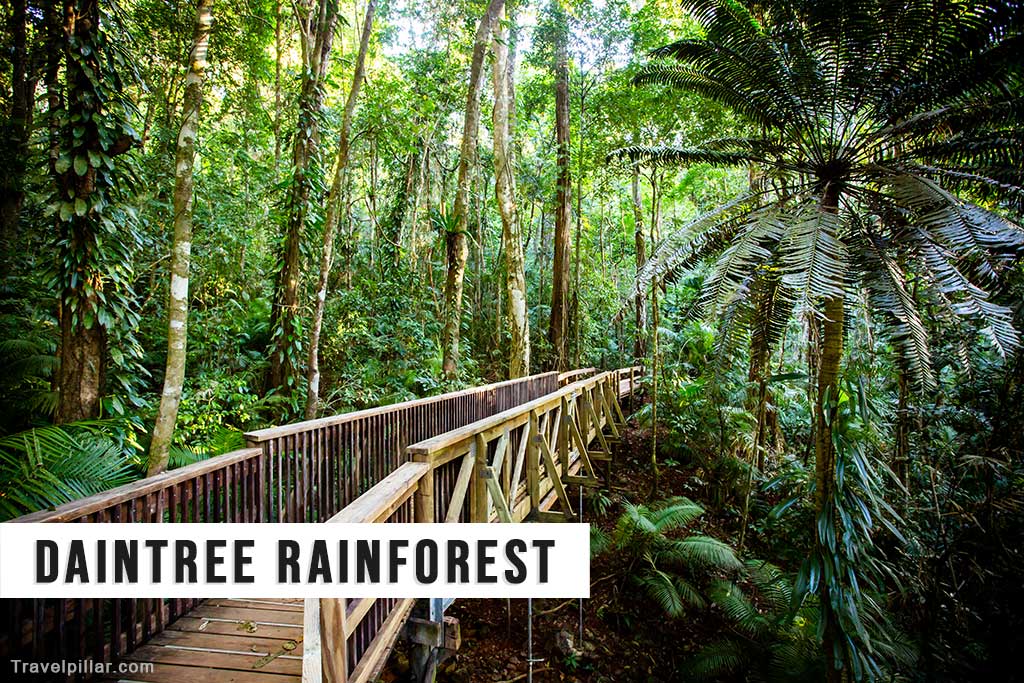 The Daintree Rainforest, Queensland, Australia