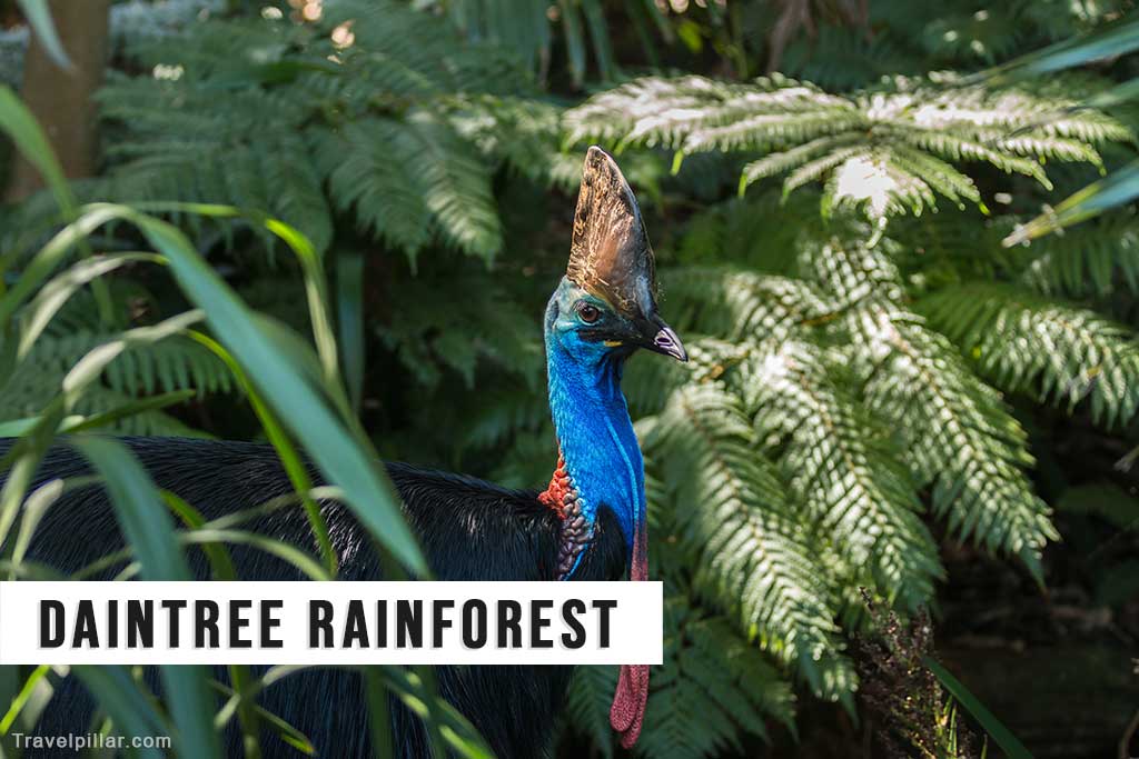 The Southern Cassowary, resident of the Daintree Rainforest