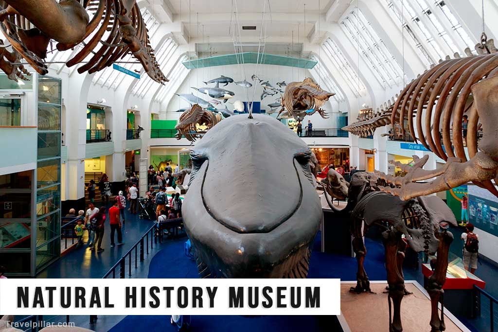 Natural History Museum, London