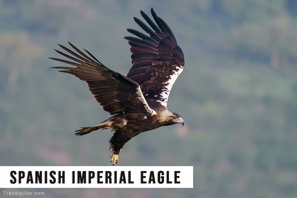 The Spanish Imperial Eagle