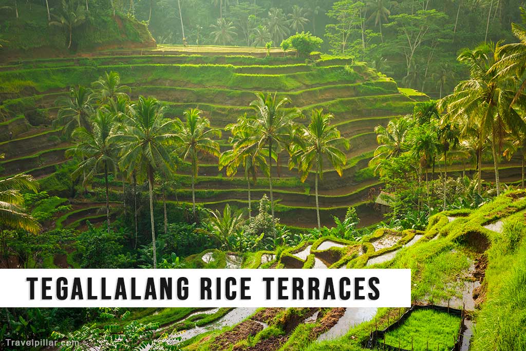 Tegallalang Rice Terraces, Bali, Indonesia