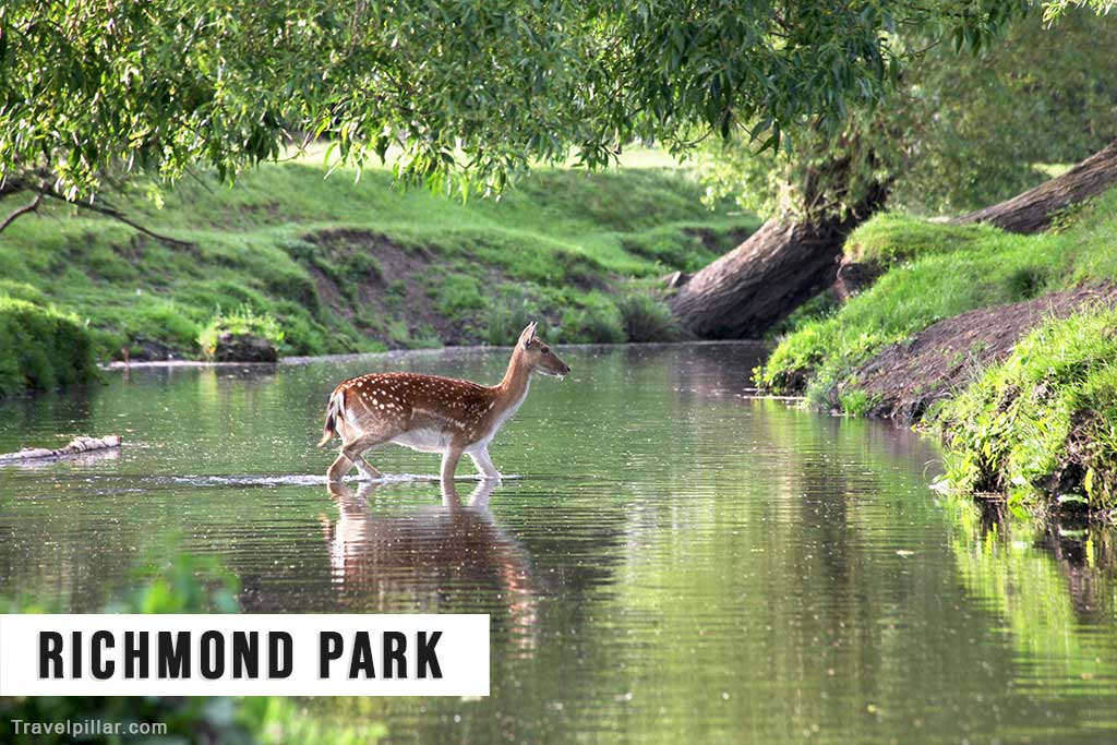 Richmond Park London