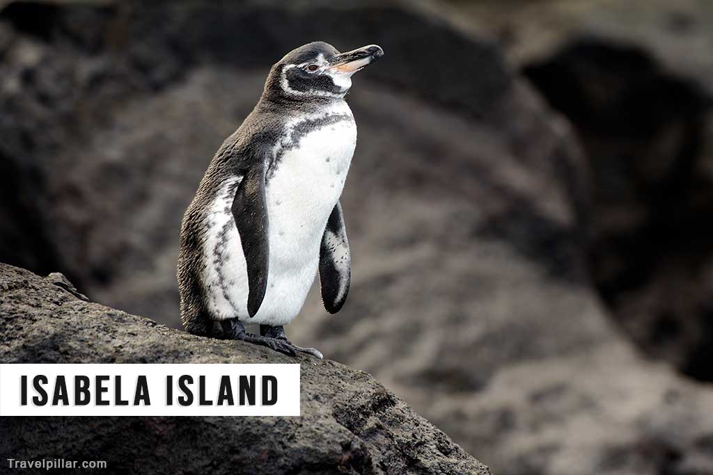 Isabela Island, Galapagos Islands, Ecuador