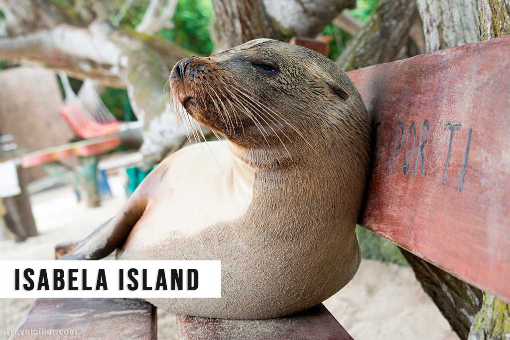 Sea lion, Isabela Island, Galapagos Islands, Ecuador
