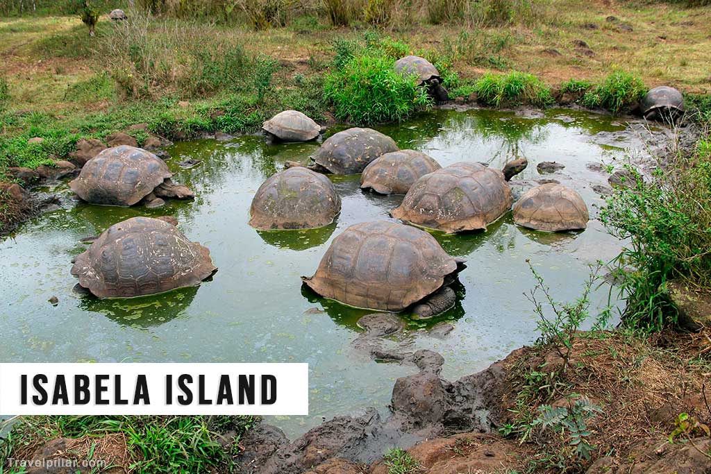 Isabela Island, Galapagos Islands, Ecuador