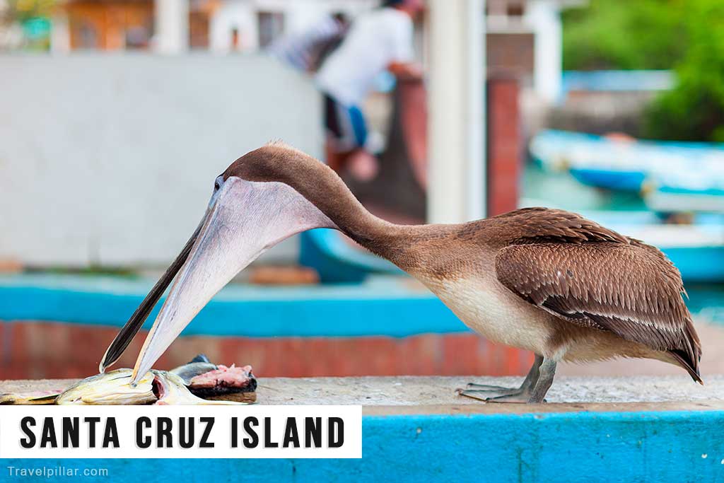 Santa Cruz Island, Galapagos Islands, Ecuador