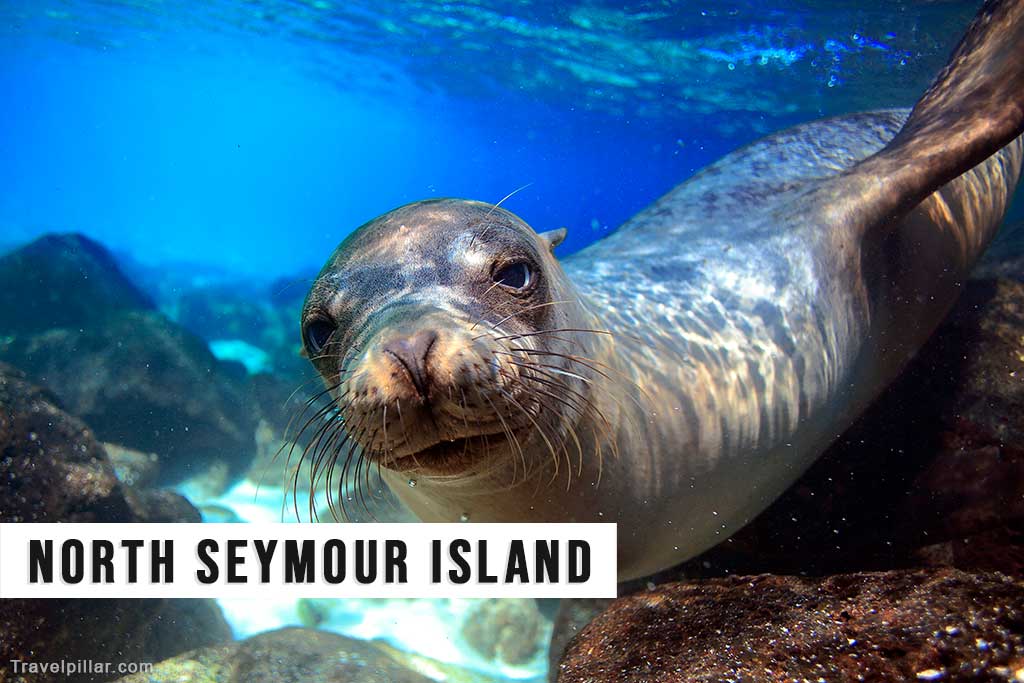 North Seymour Island, Galapagos Islands, Ecuador