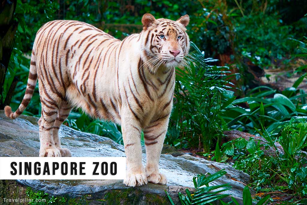 Singapore Zoo