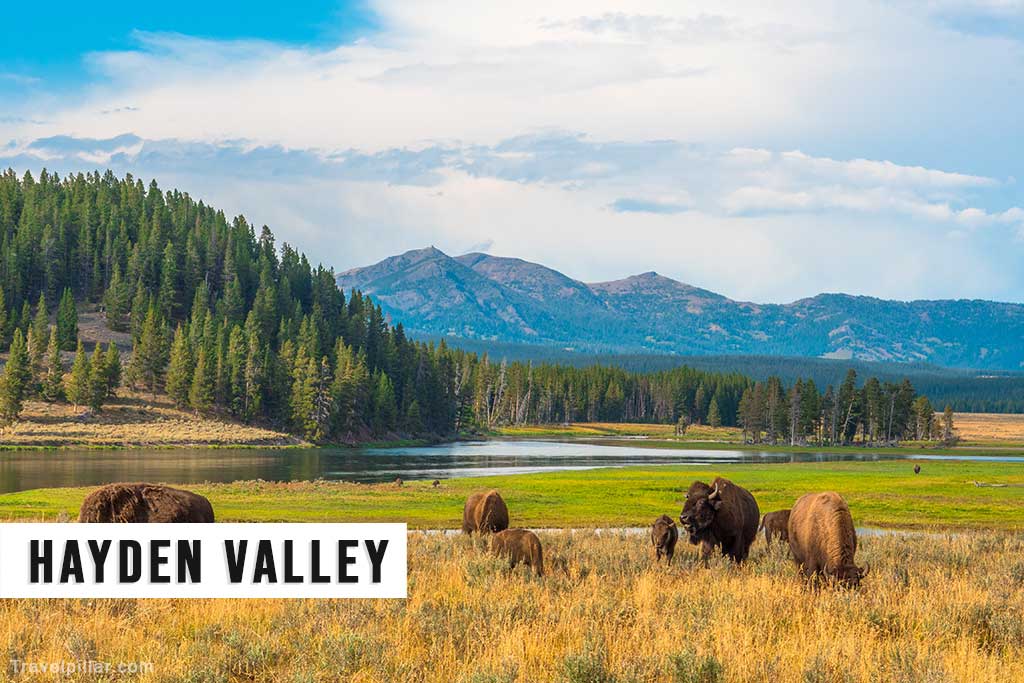 Hayden Valley, Yellowstone National Park, USA