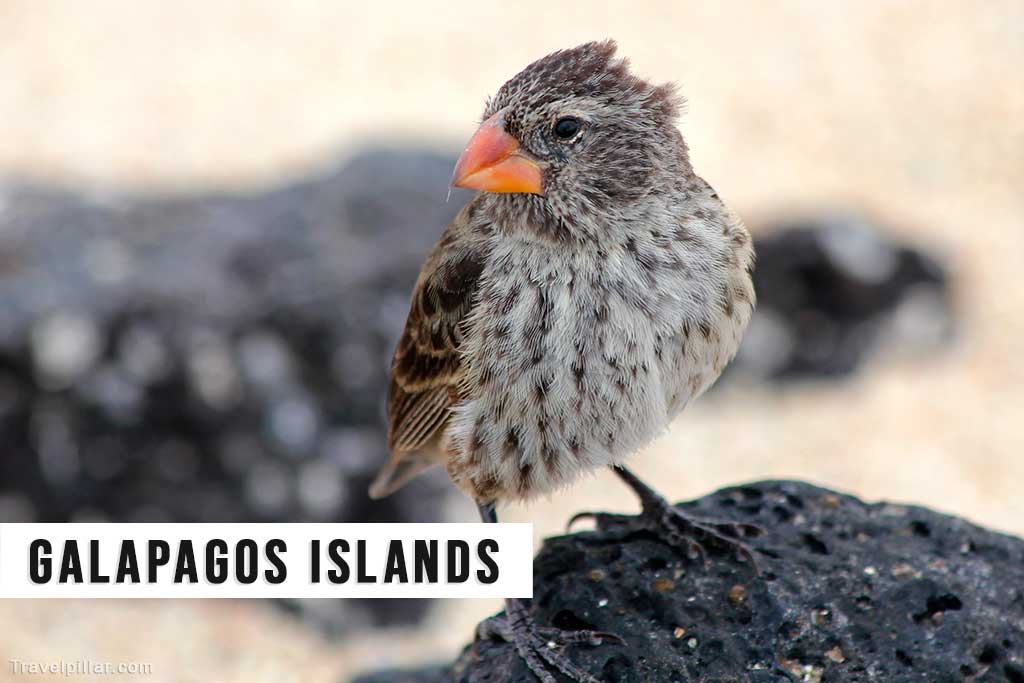A Darwin finch, Galapagos Islands, Ecuador