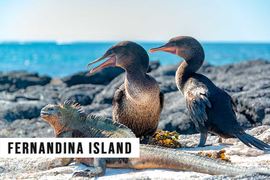 Fernandina Island, Galapagos Islands, Ecuador