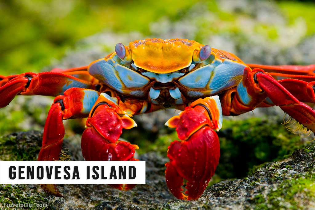Genovesa Island (Bird Island), Galapagos Islands, Ecuador