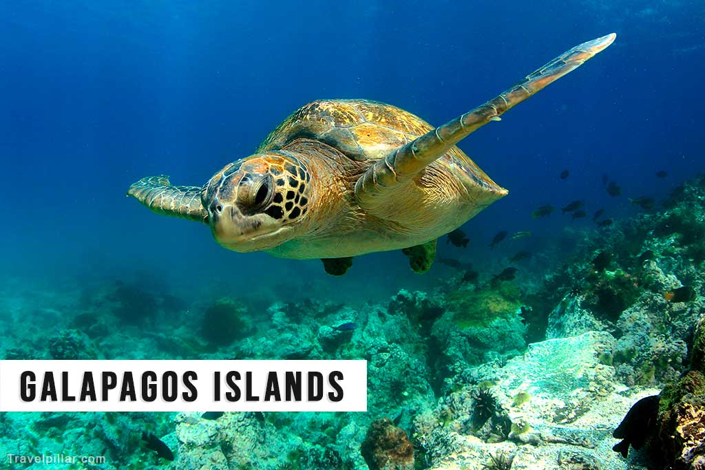 Green sea turtle, Galapagos Islands, Ecuador