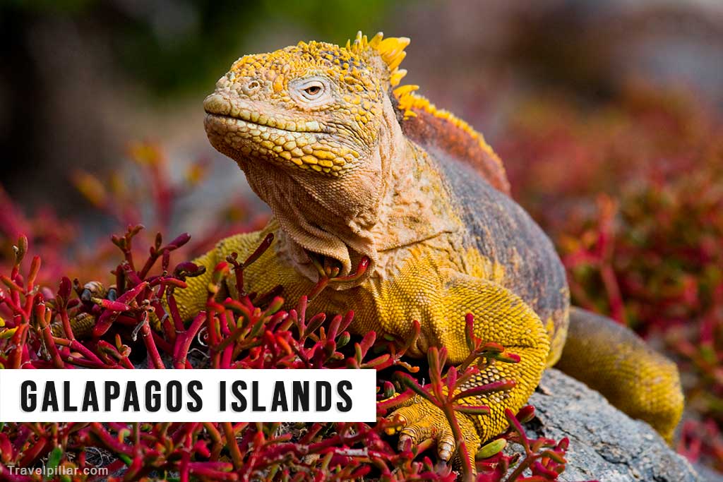 Land iguana, Galapagos Islands, Ecuador