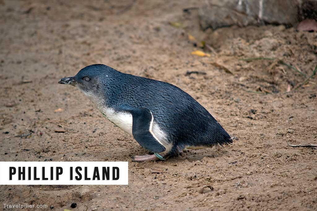 Phillip Island, Australia