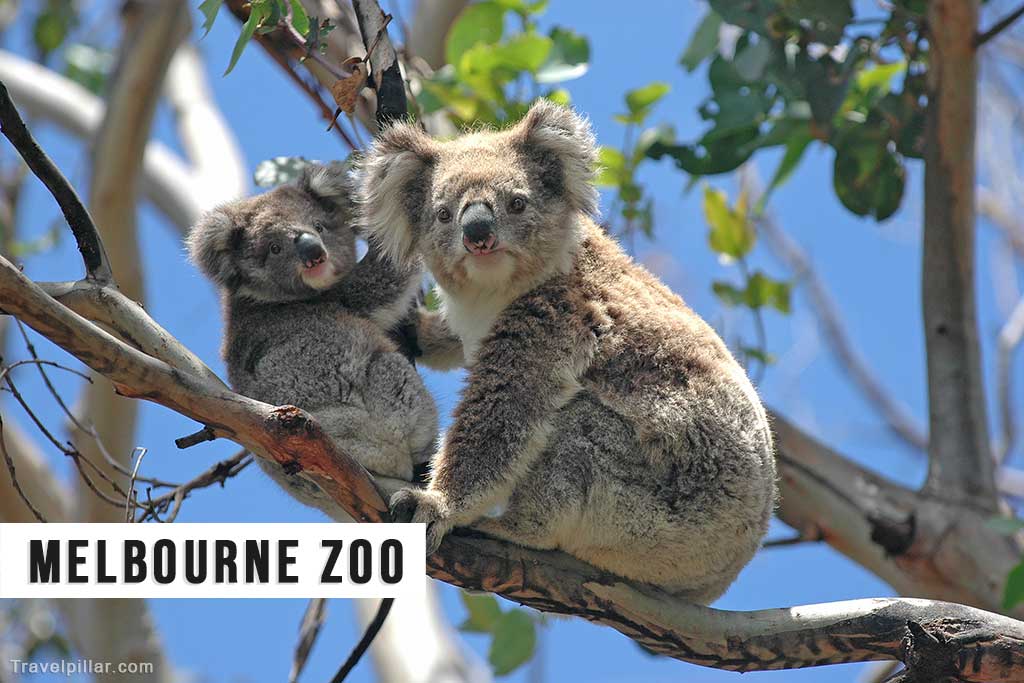 Melbourne Zoo Australia