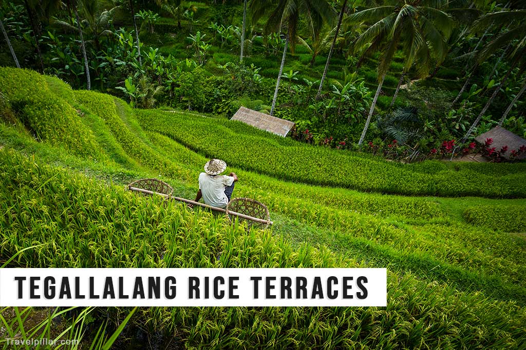 Tegallalang Rice Terraces