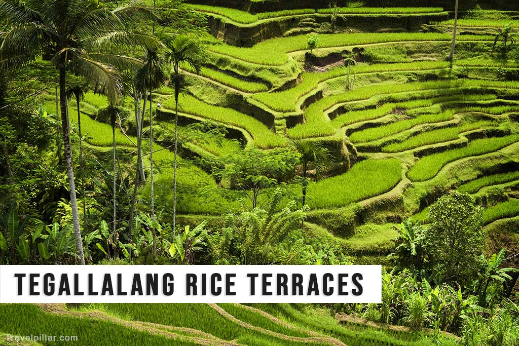 Tegallalang Rice Terraces