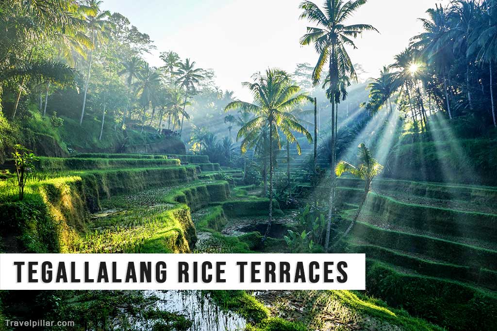 Tegallalang Rice Terraces