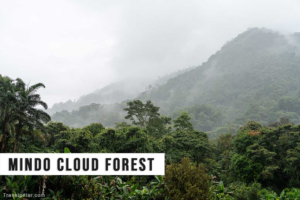 Mindo Cloud Forest, Ecuador