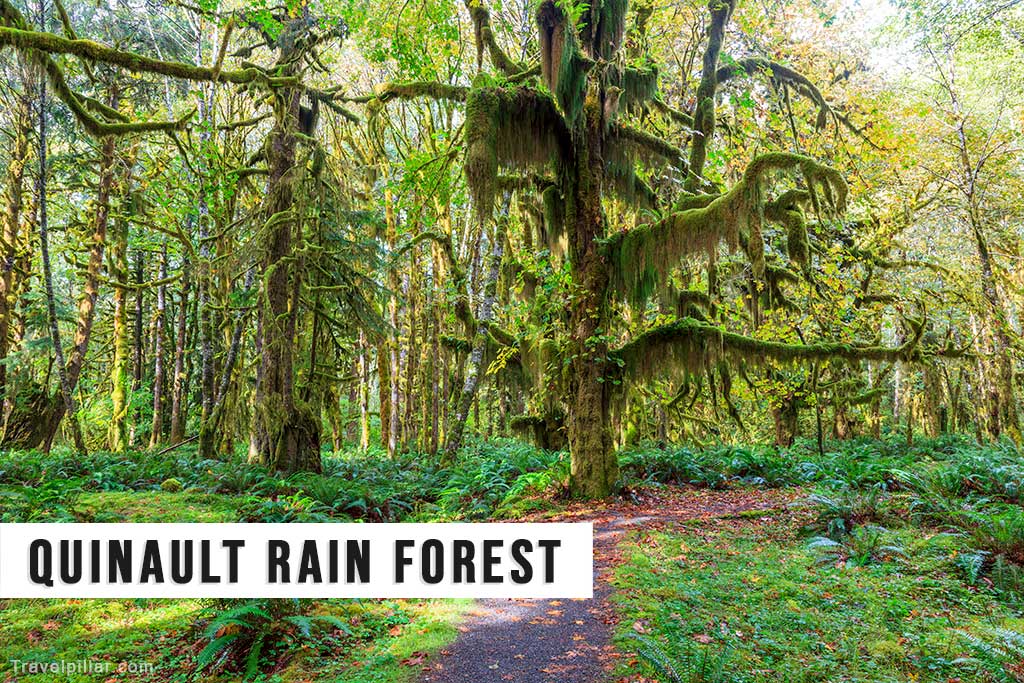 Quinault Rain Forerst, Olympic National Park